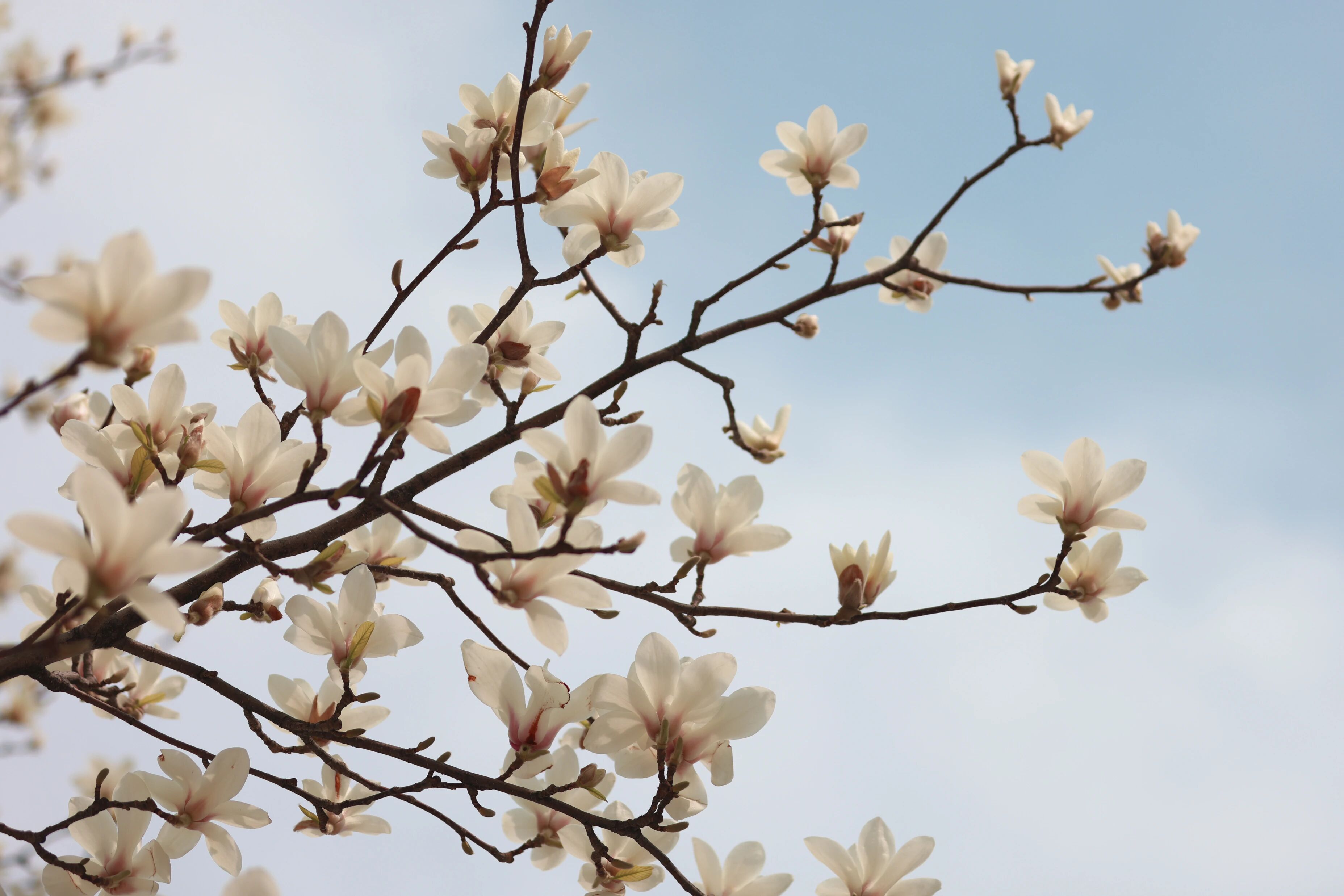 271教育|【校长推荐】捡砖头思维