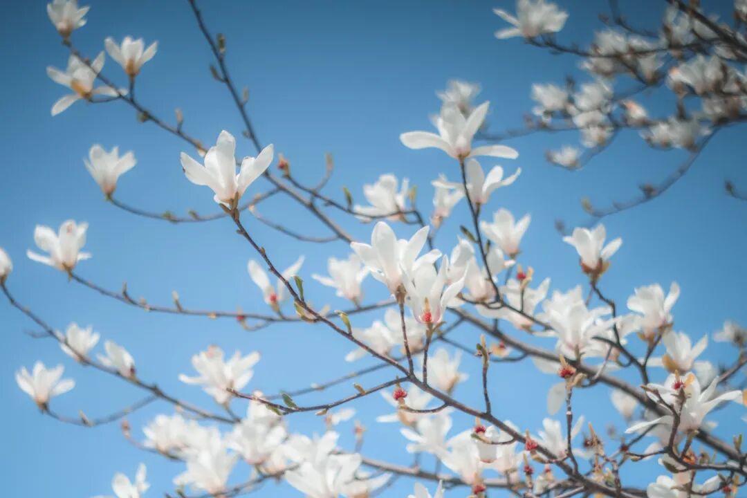 271教育|莫负好时光，且看校园春和景明