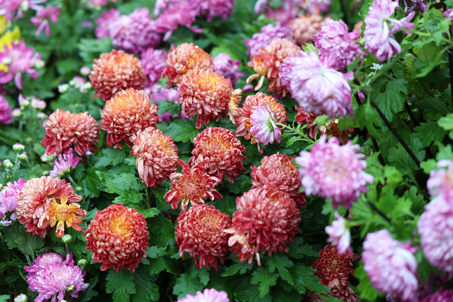 山东省昌乐二中|271教育：【校长推荐】所有的答案，都在行动里