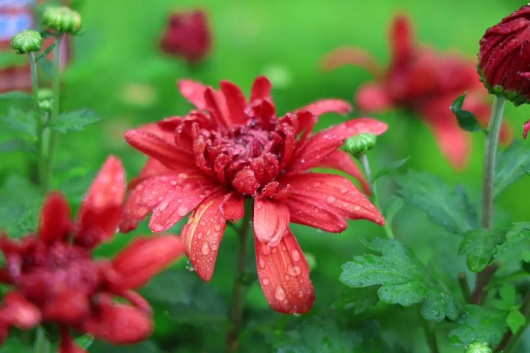 271教育|【校长推荐】但行耕耘，终见收获