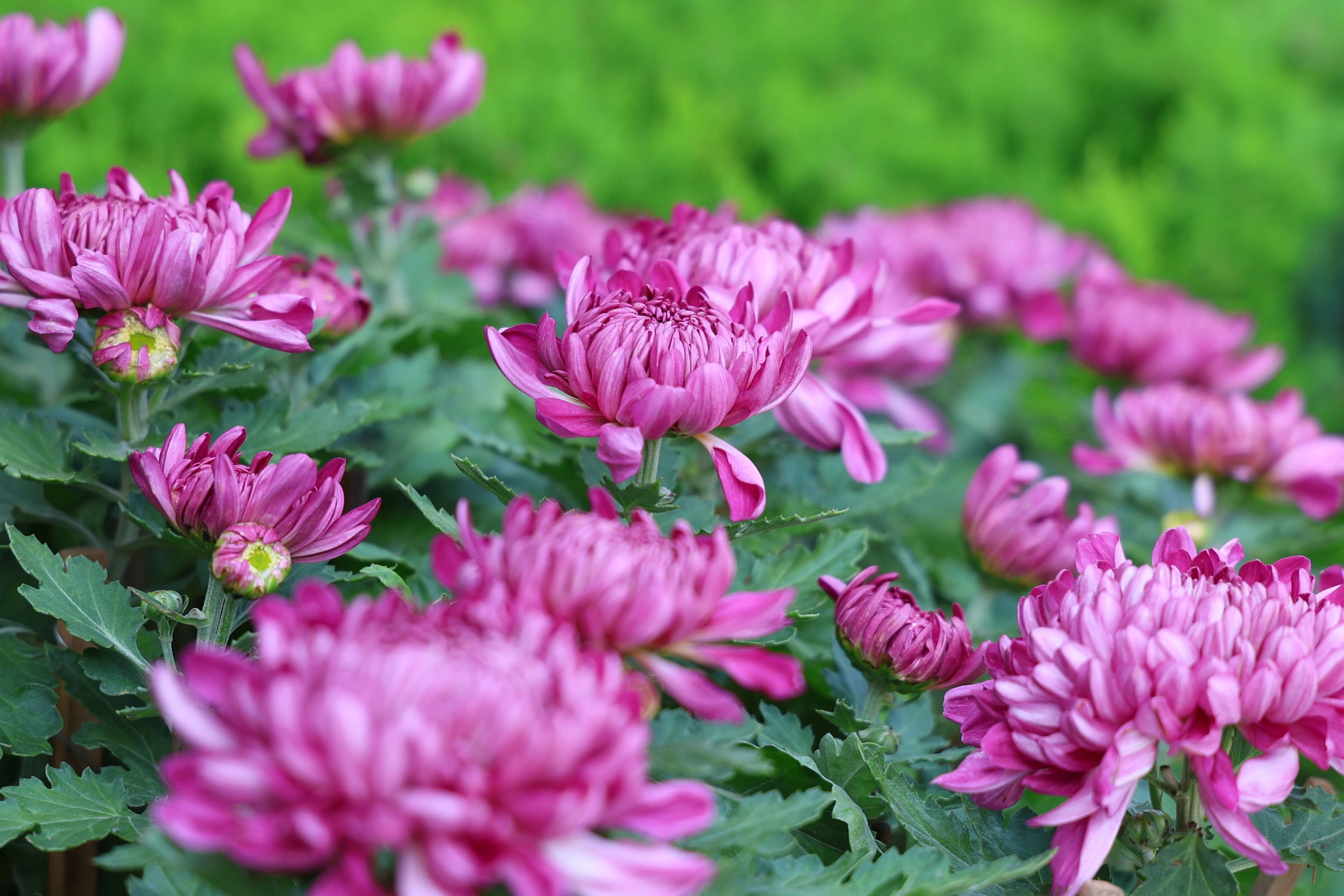 271教育|【校长推荐】少年，只有拼尽全力，才能遇见更好的自己