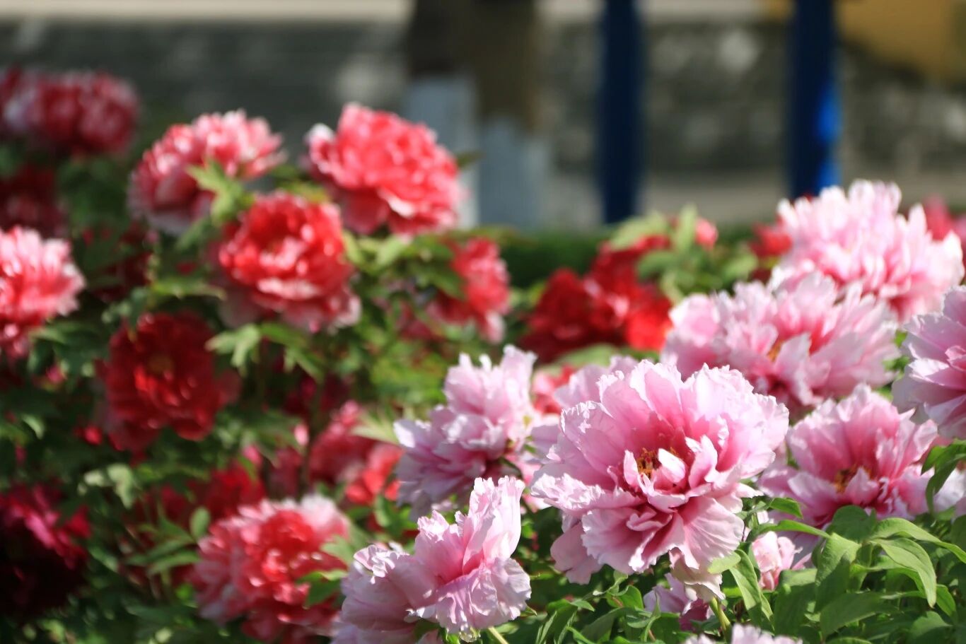 271教育|【校长推荐】专注是一种巨大力量