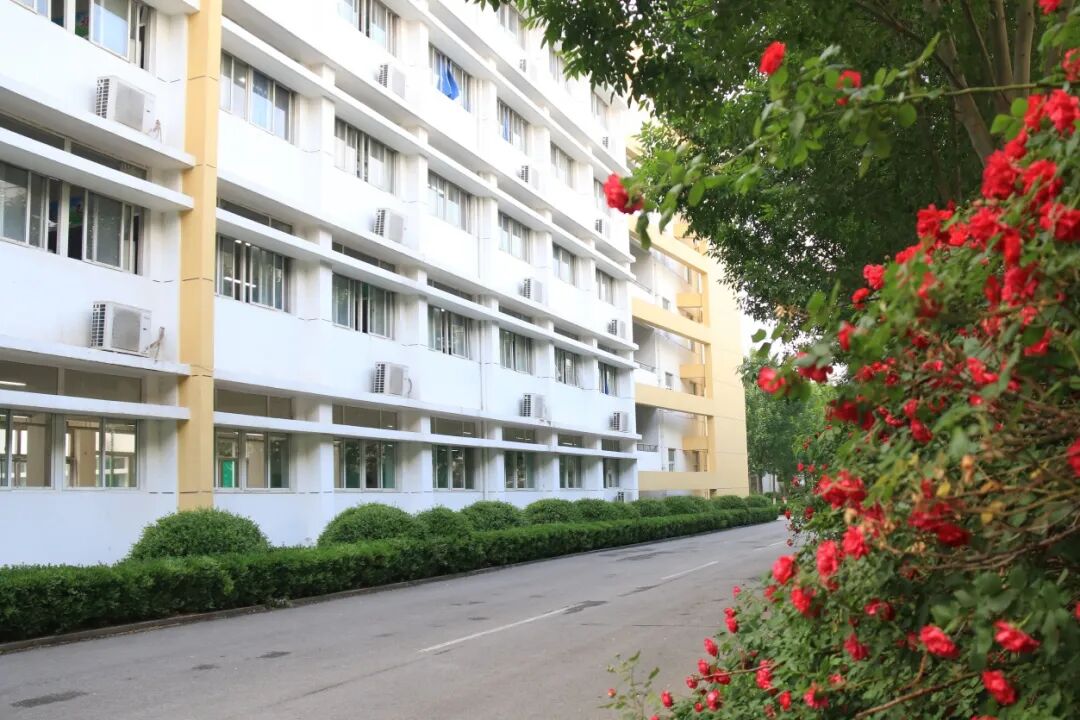 271教育|蔷薇花开正当时，青春逐梦向未来